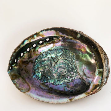 Abalone Shell