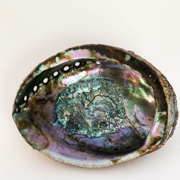 Abalone Shell