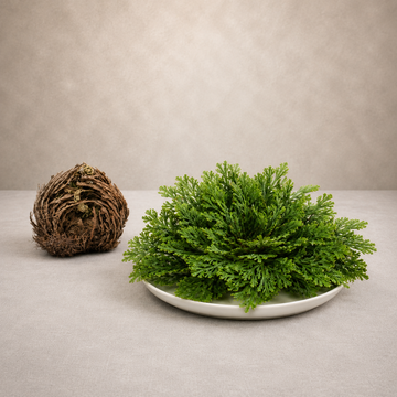 Rose of Jericho (XL)