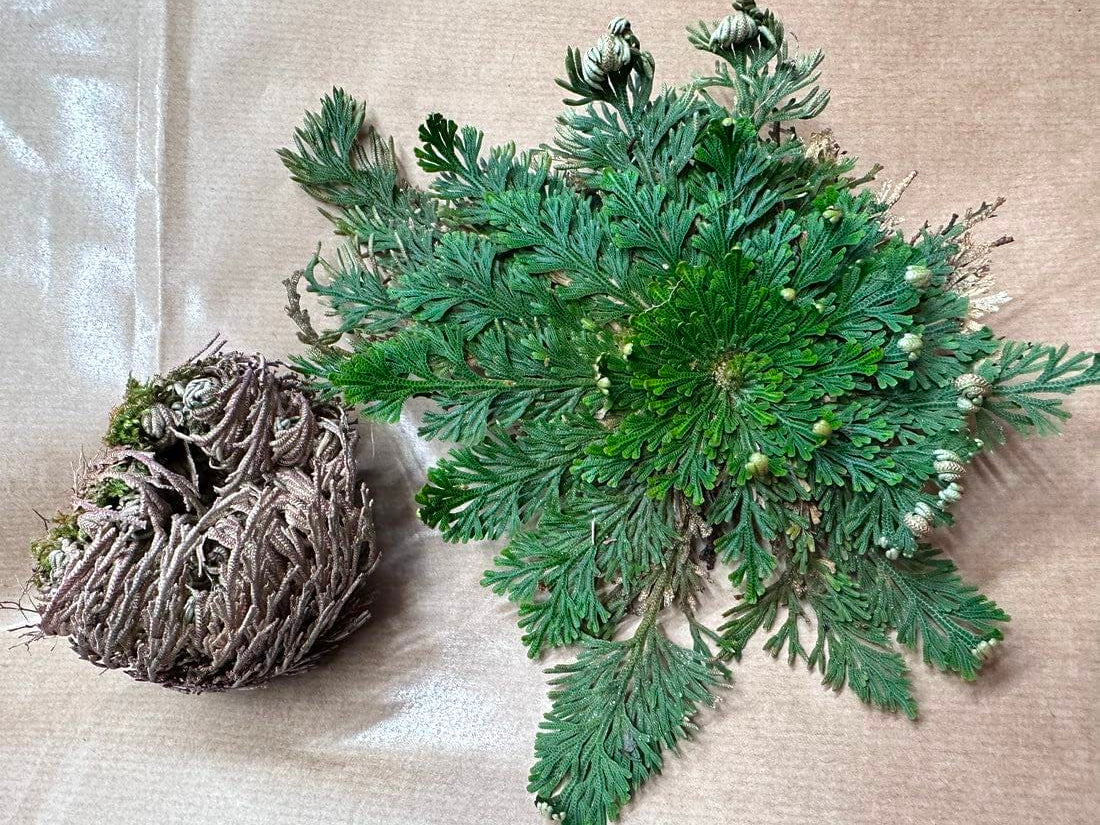 Rose of Jericho